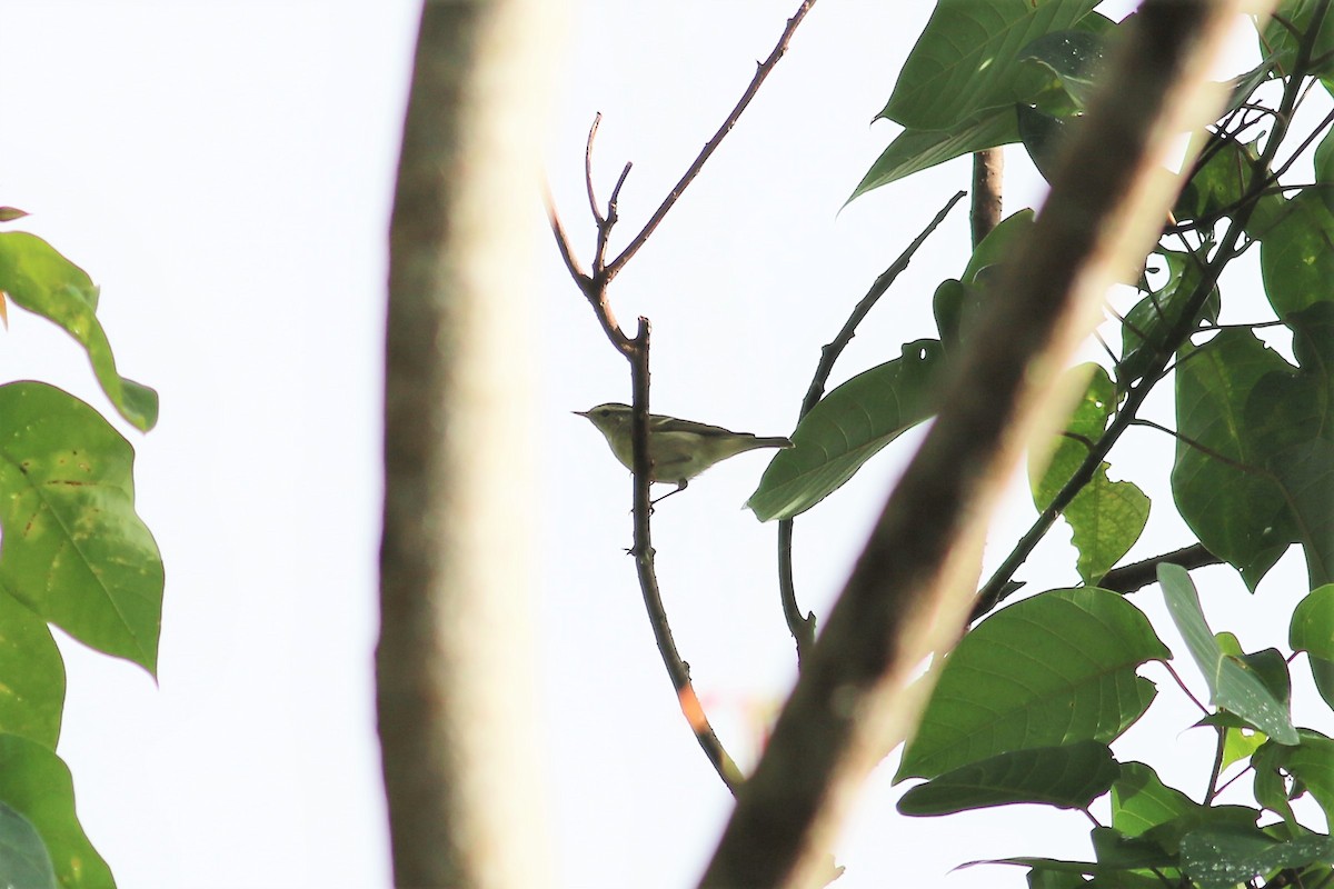 Eastern Crowned Warbler - Fadzrun A.