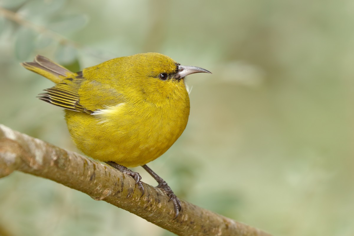 Hawaii Amakihi (Maui) - eBird