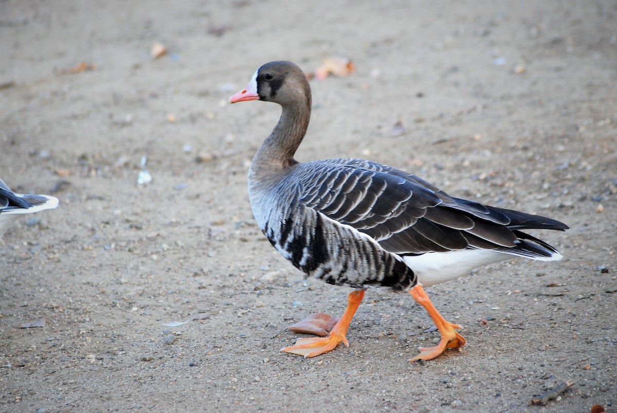 Greater White-fronted Goose - ML130406671