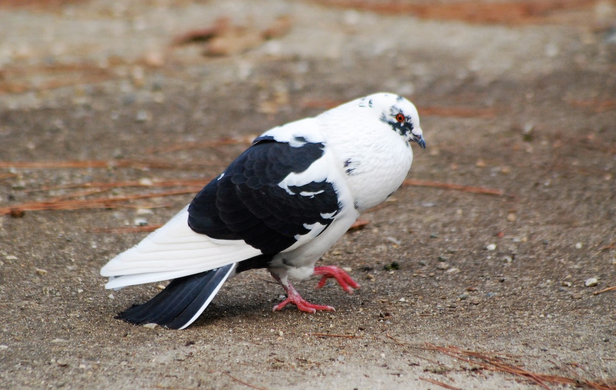 Rock Pigeon (Feral Pigeon) - ML130406871