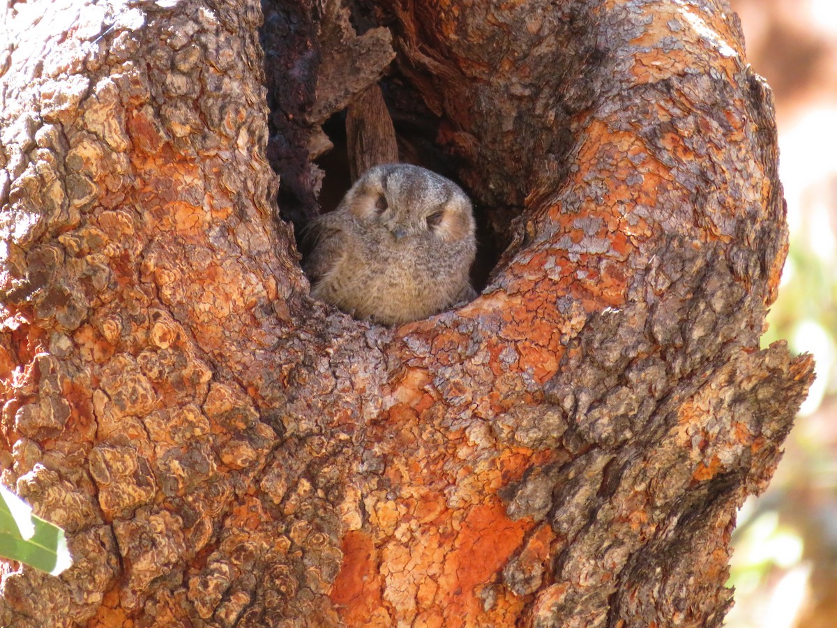 Australian Owlet-nightjar - ML130409091
