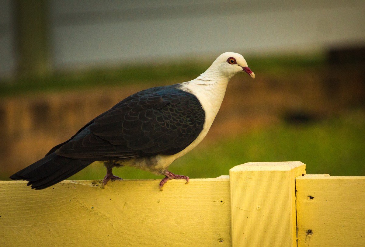 White-headed Pigeon - ML130411981