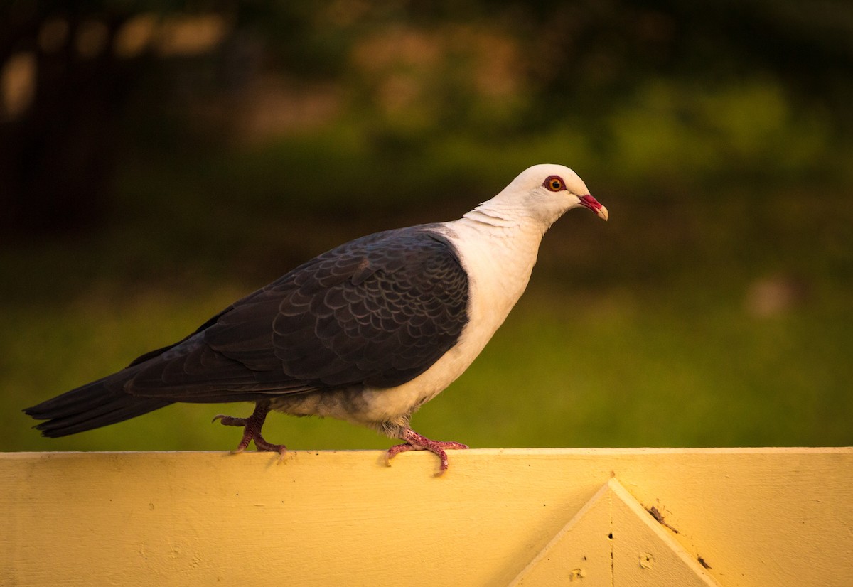 White-headed Pigeon - ML130412021