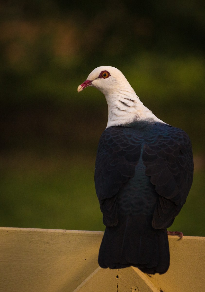 White-headed Pigeon - ML130412141