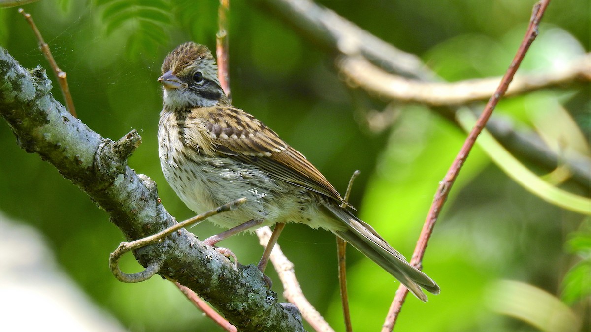 Rufous-collared Sparrow - Pablo Alejandro Pla
