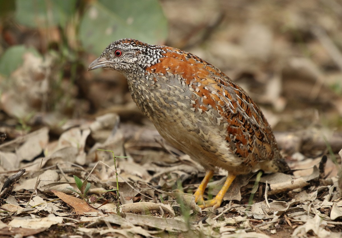 Painted Buttonquail - ML130417191