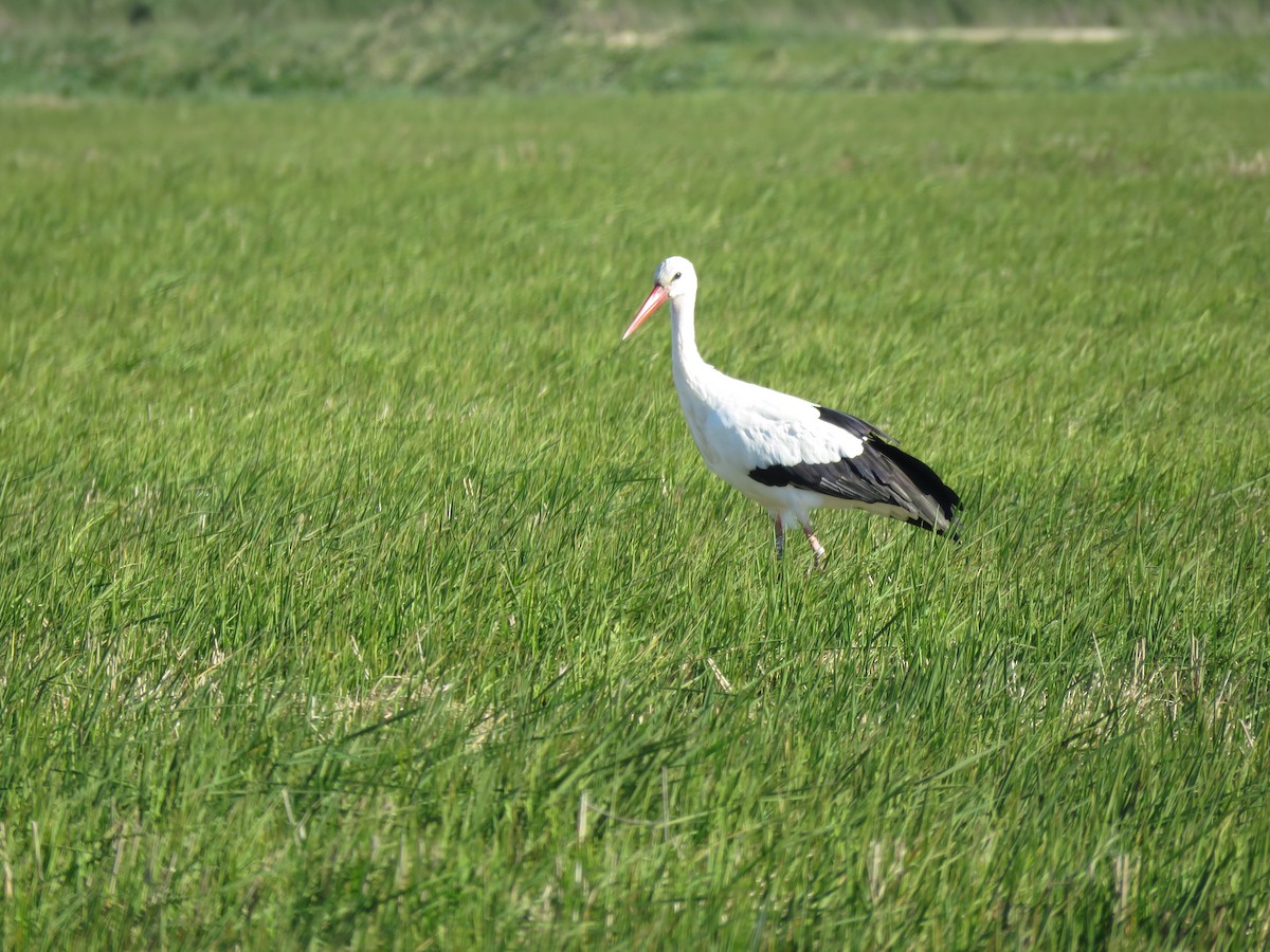 White Stork - Gary Clewley