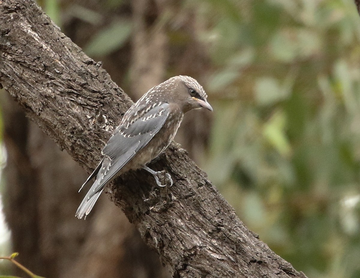 White-browed Woodswallow - David Ongley