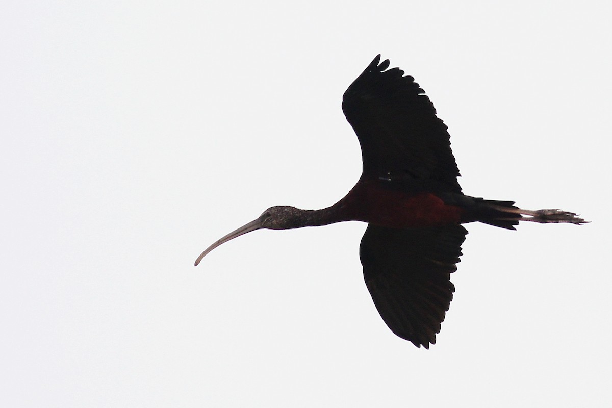 ibis hnědý - ML130418171