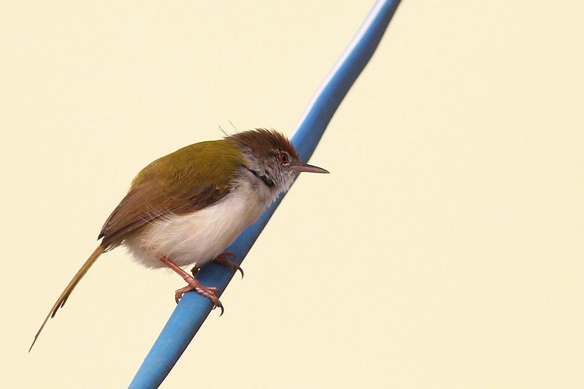 Common Tailorbird - ML130418241