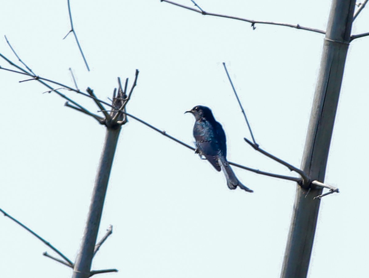 Fork-tailed Drongo-Cuckoo - Kasiviswanathan A