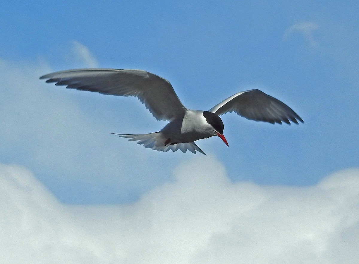 Antarctic Tern - Hugo Hulsberg