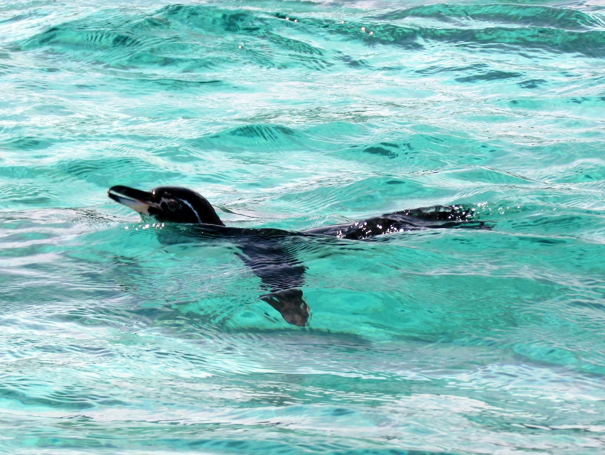 Galapagos Penguin - Michael Hooper