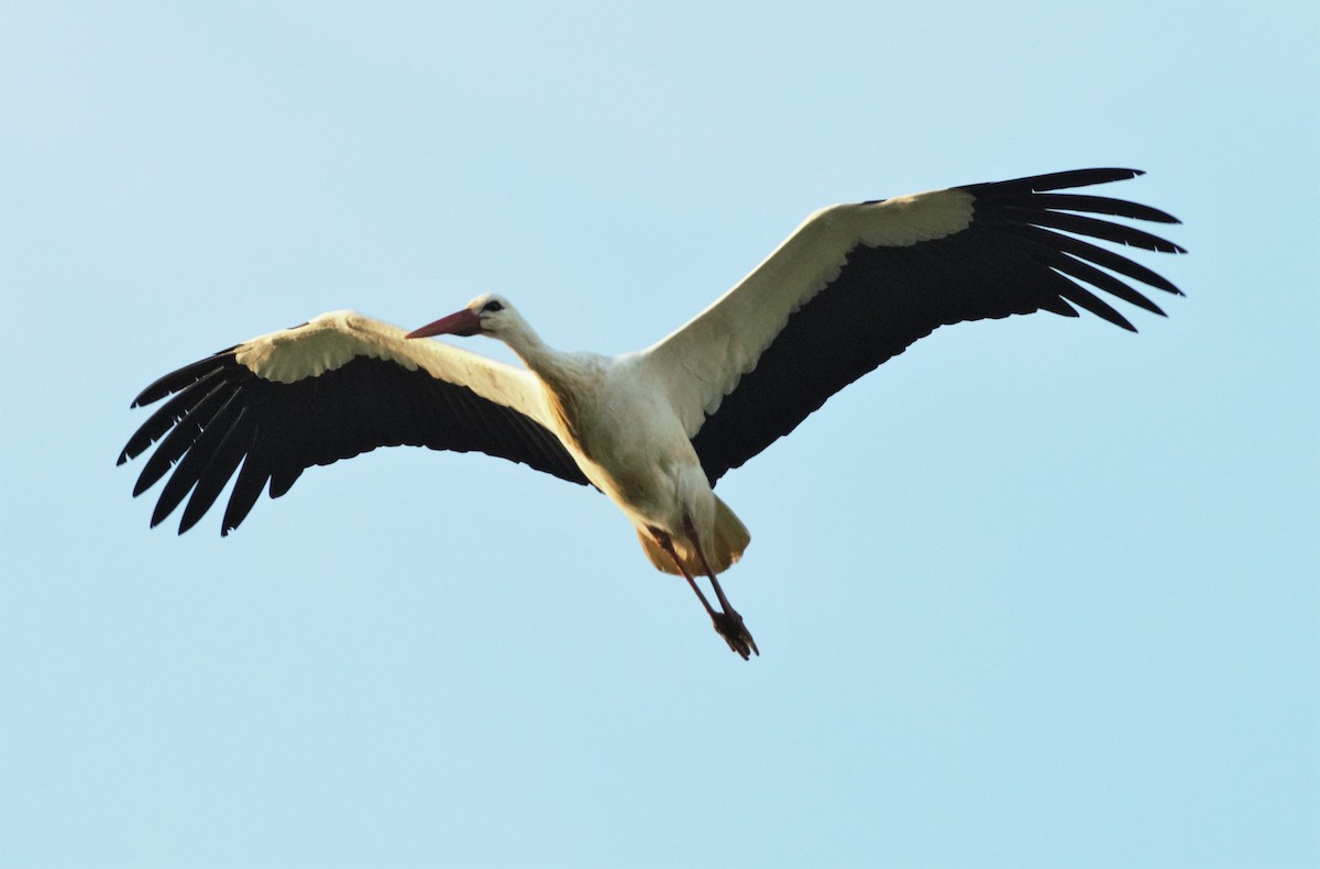 White Stork - ML130418911