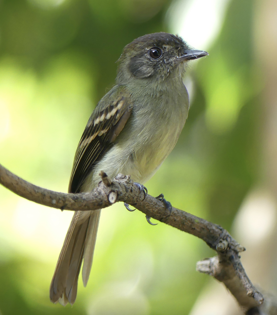 Sepia-capped Flycatcher - ML130421141