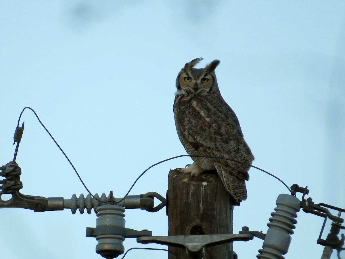 Great Horned Owl - Jeff Calhoun