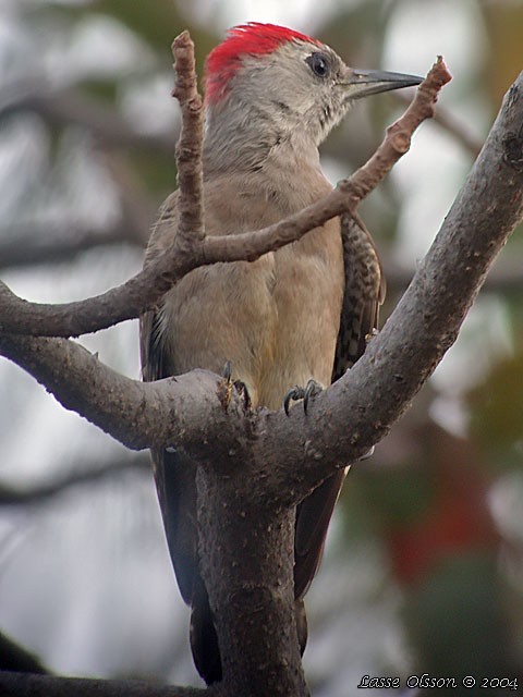 African Gray Woodpecker - ML130428341