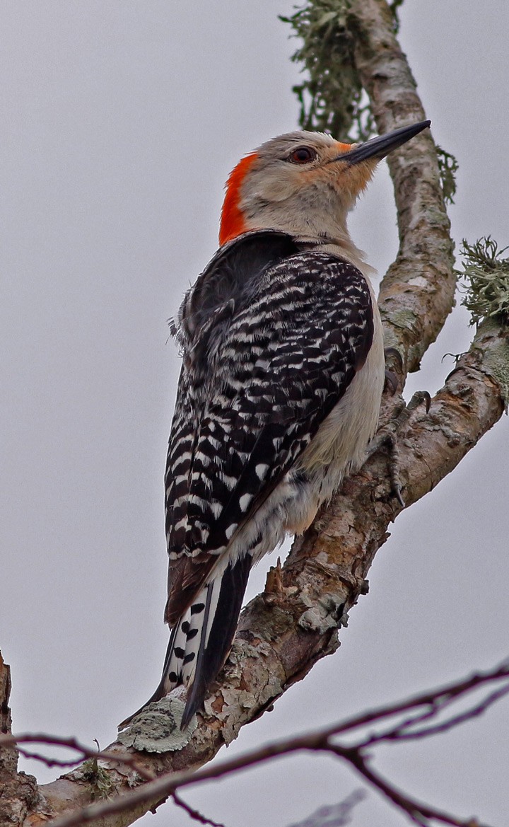 Red-bellied Woodpecker - Kris Petersen