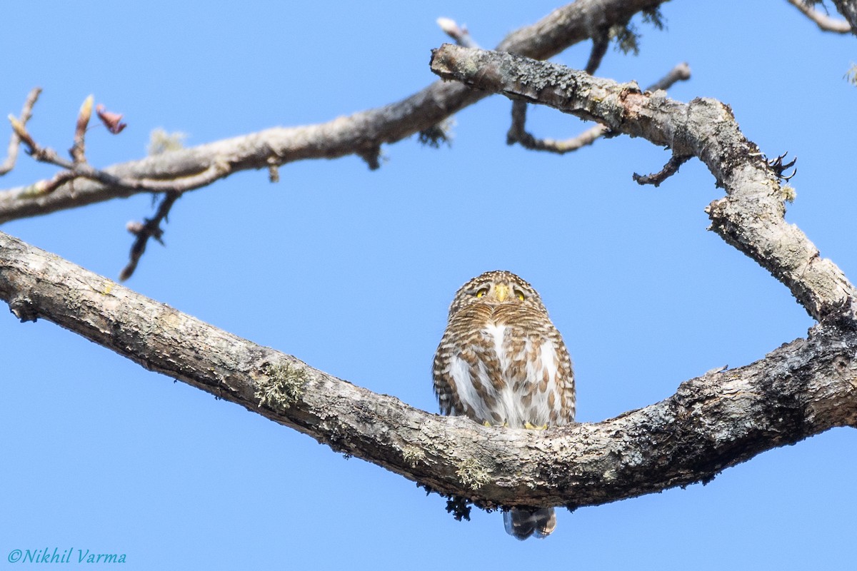 Collared Owlet - ML130437701