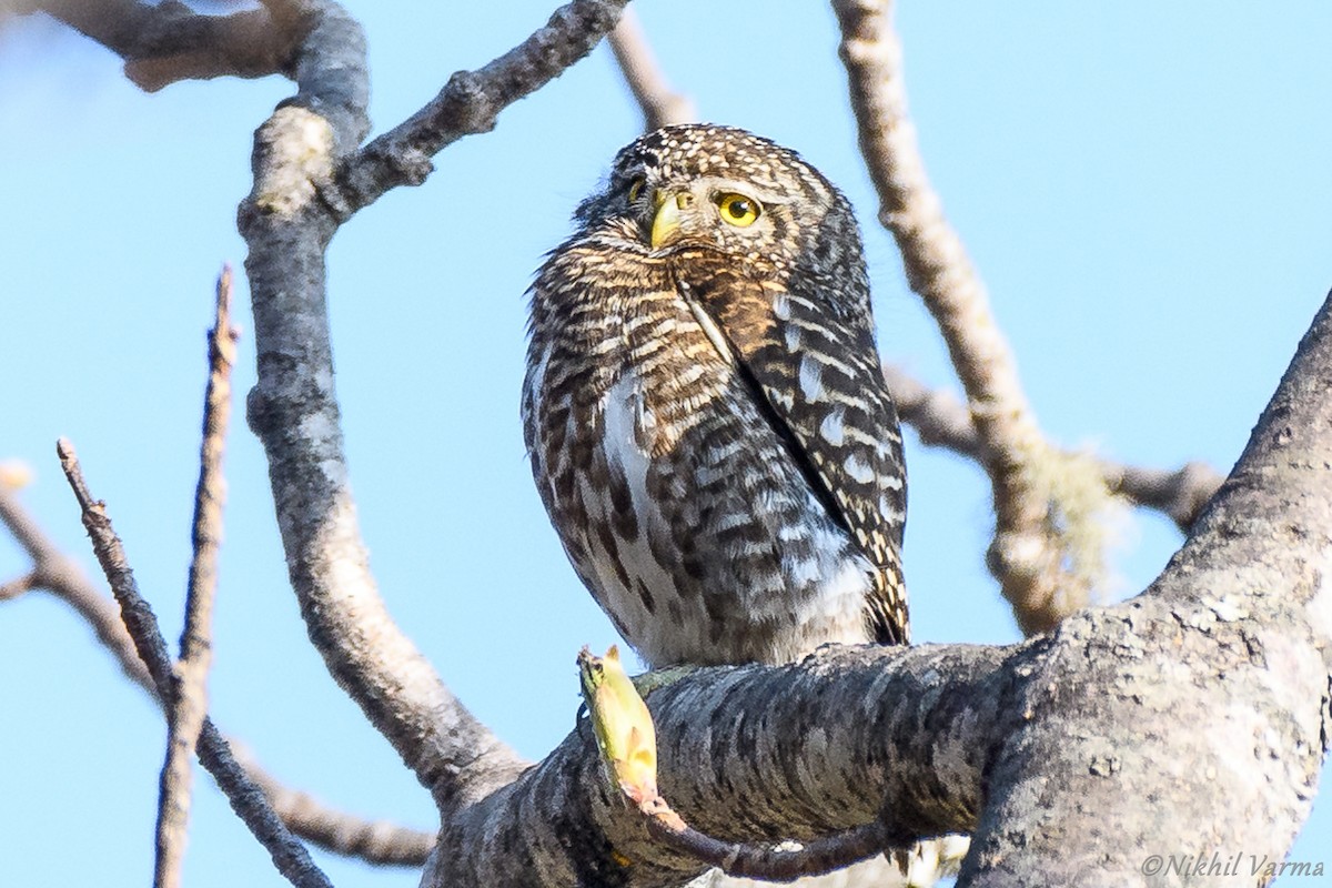 Collared Owlet - Nikhil Varma