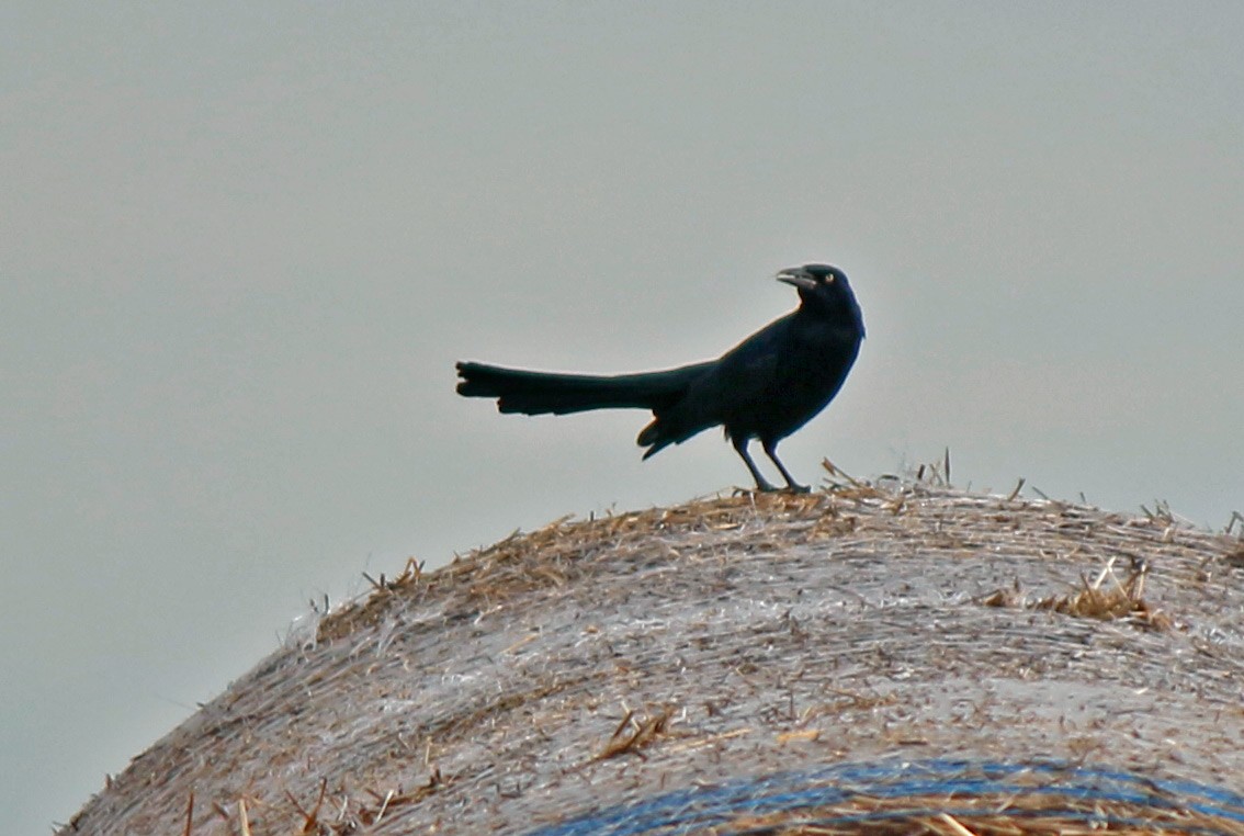 Great-tailed Grackle - ML130437851