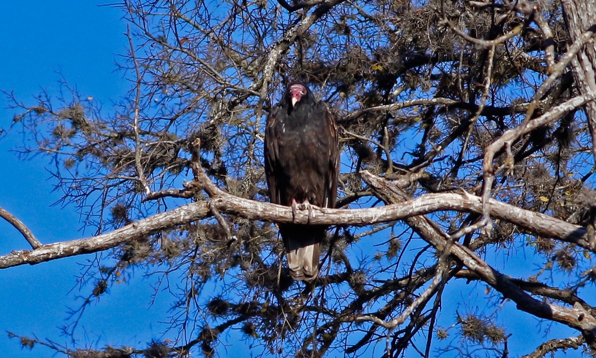 Turkey Vulture - Kris Petersen