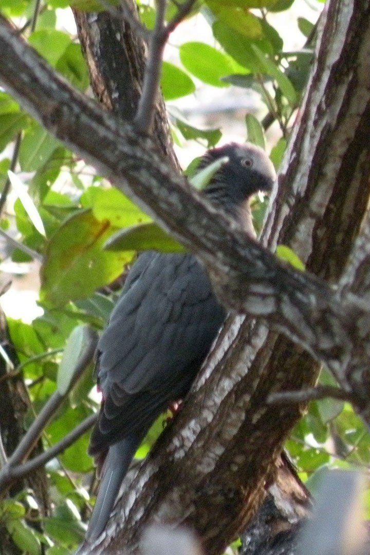 White-crowned Pigeon - ML130439331