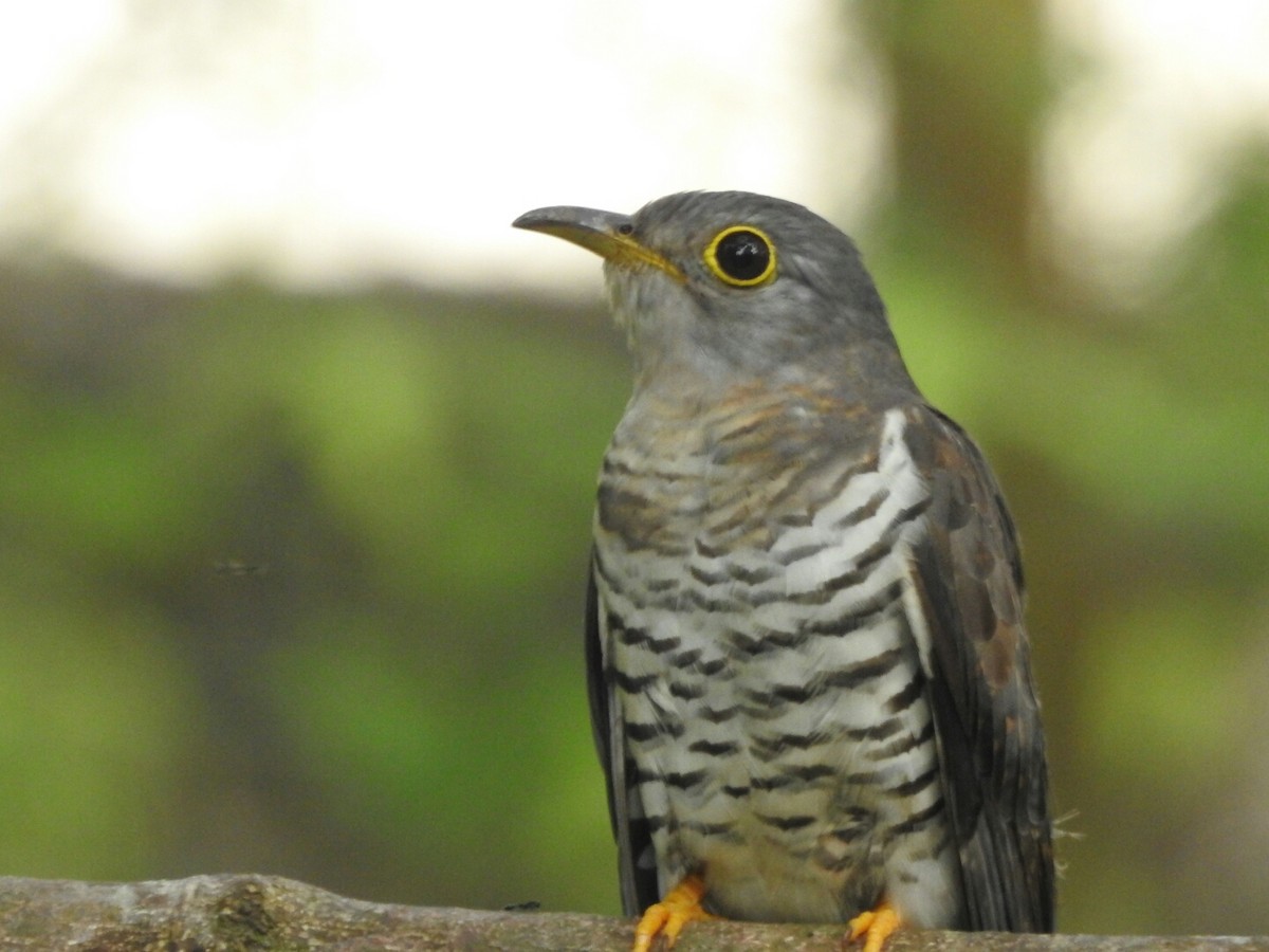 Indian Cuckoo - ML130443131