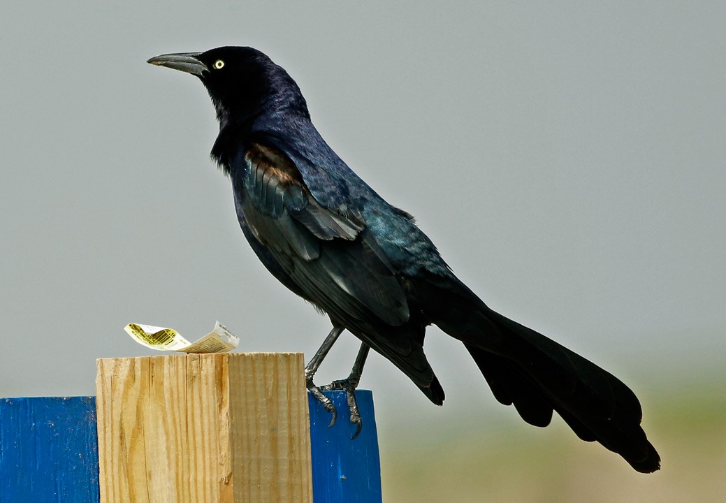 Great-tailed Grackle - ML130443381