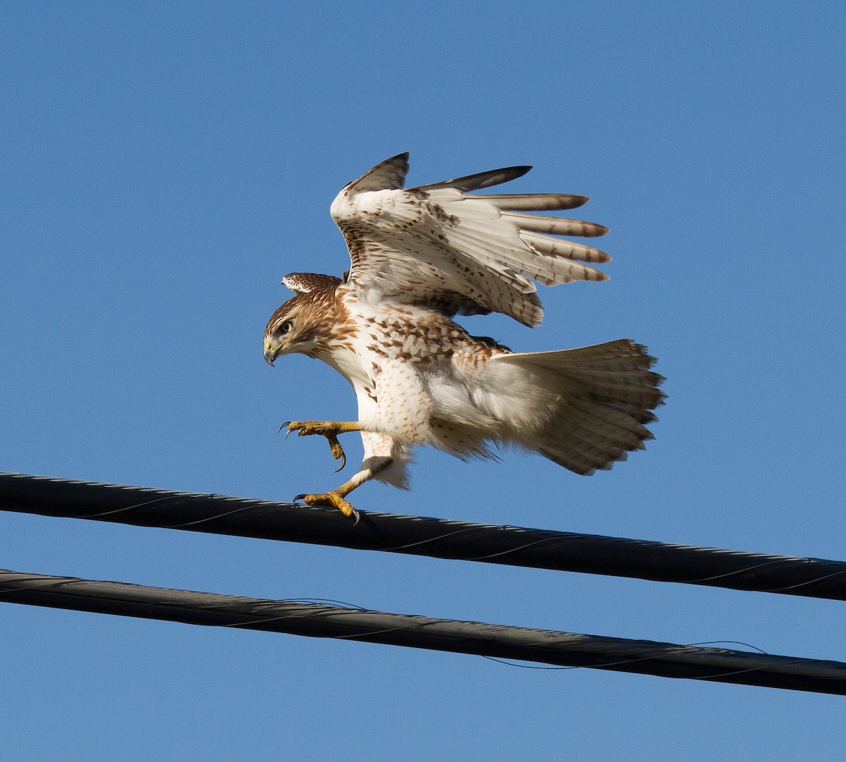 Red-tailed Hawk - Kevin Bauman