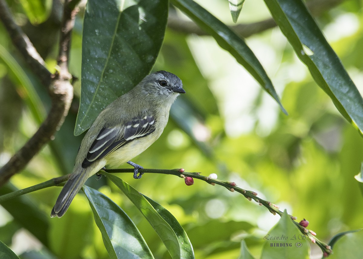 Yellow-crowned Tyrannulet - Leandro Arias