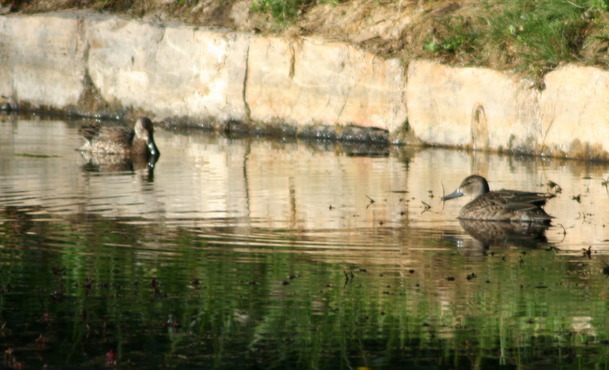 Blue-winged Teal - ML130449081