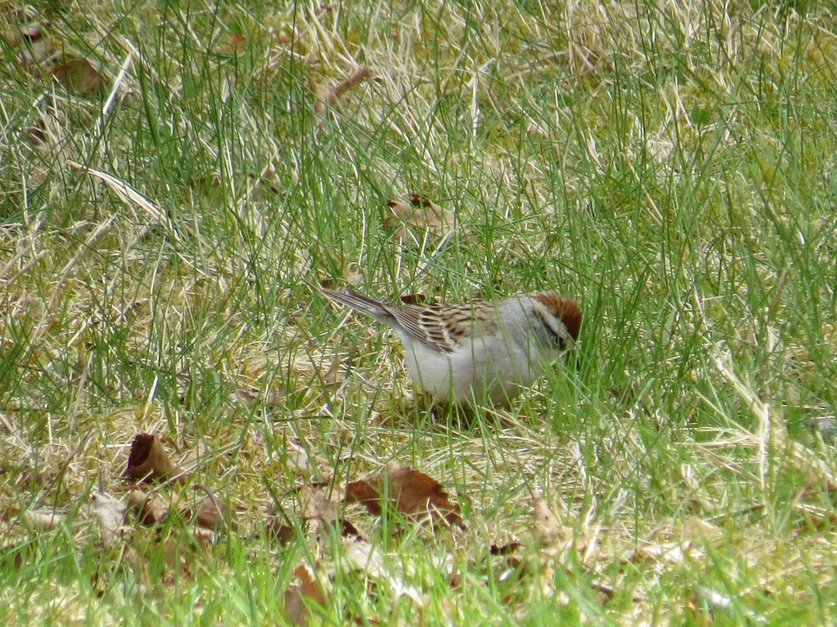 Chipping Sparrow - ML130450831