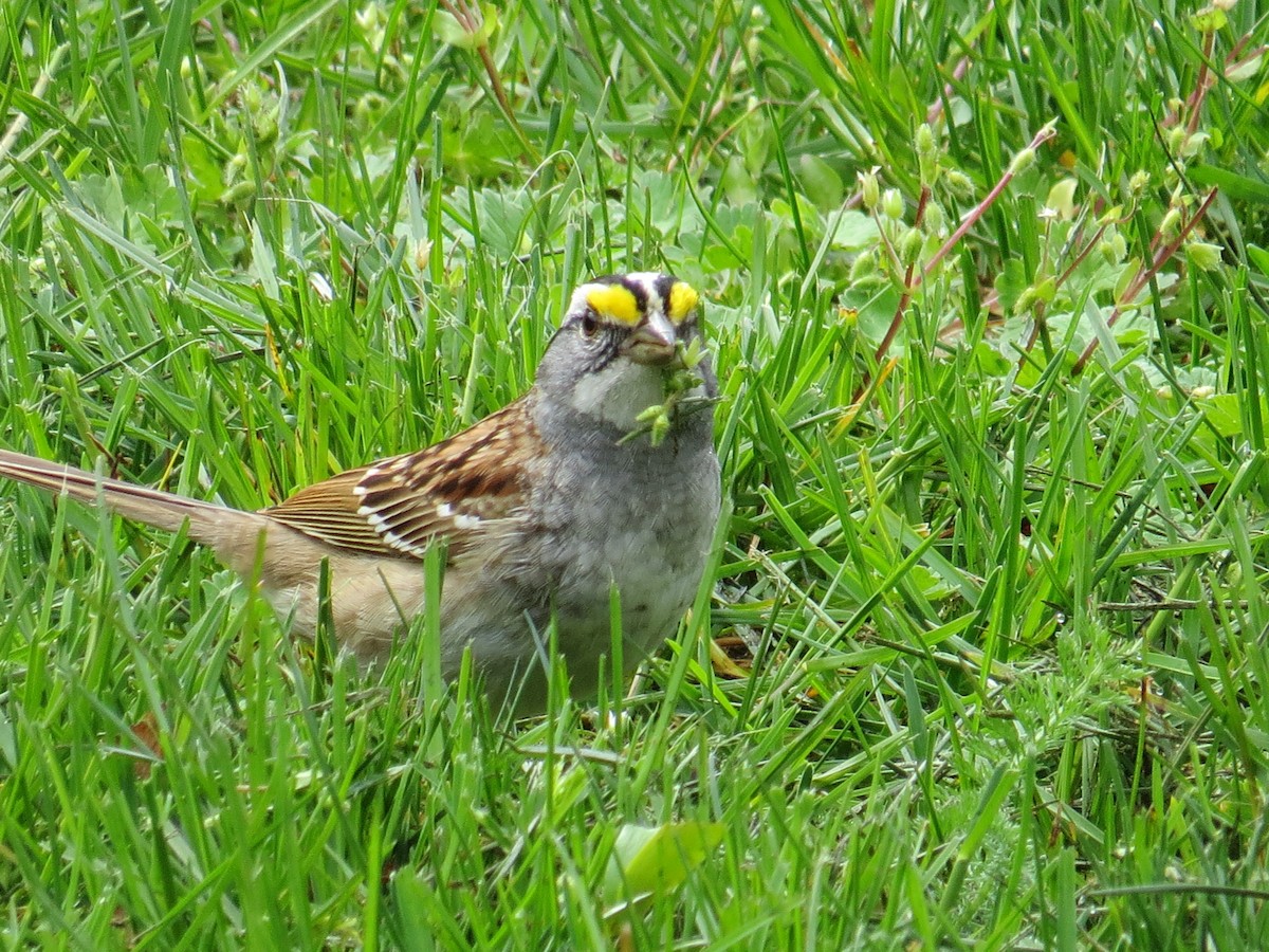 White-throated Sparrow - Phil Wegener