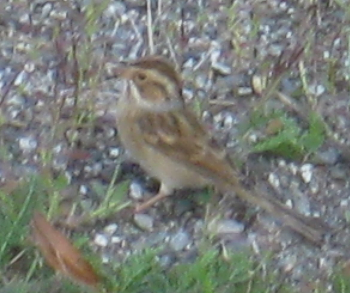 Clay-colored Sparrow - ML130451181