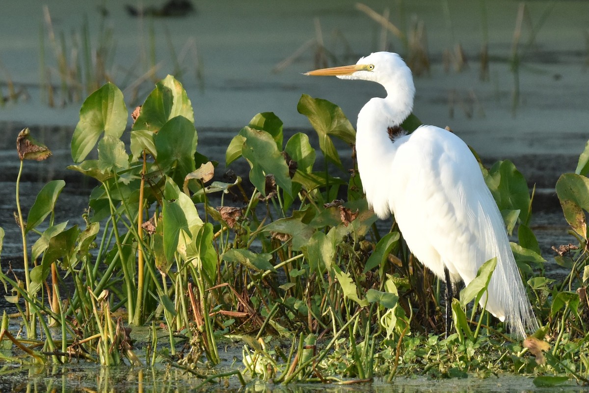 Great Egret - Don Carbaugh