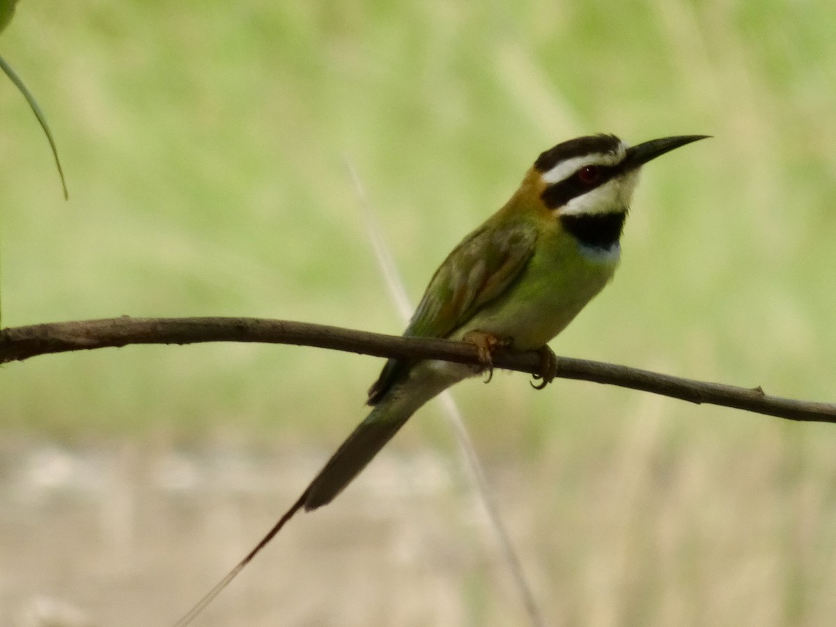White-throated Bee-eater - Jenn Megyesi