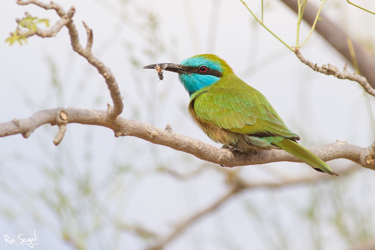 Arabian Green Bee-eater - ML130456541