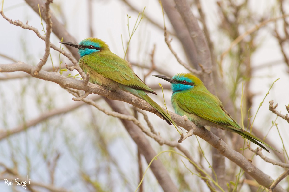 Arabian Green Bee-eater - ML130456561