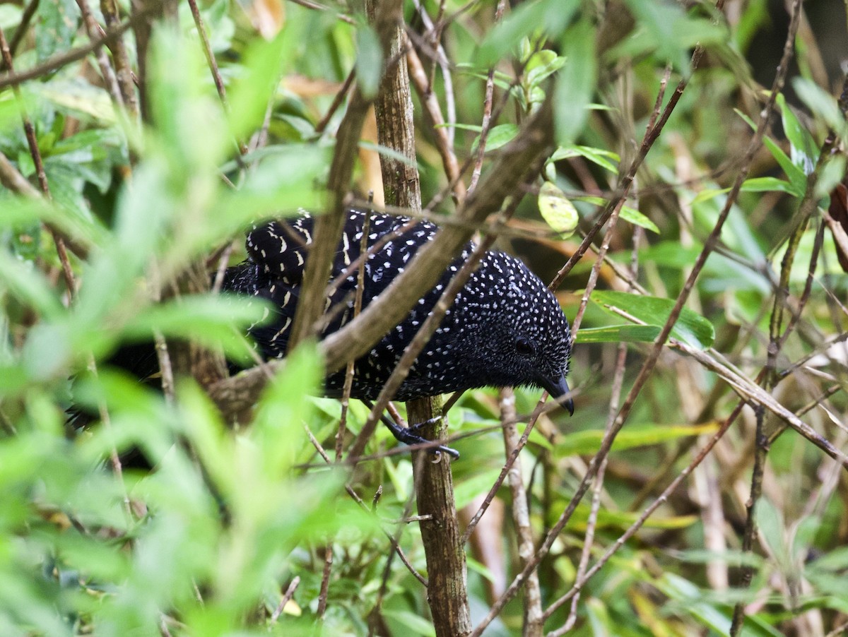 Large-tailed Antshrike - Lance Runion 🦤
