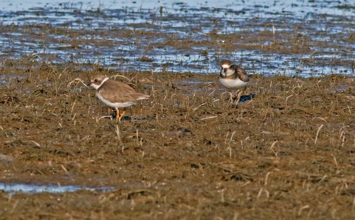 Semipalmated Plover - ML130458241