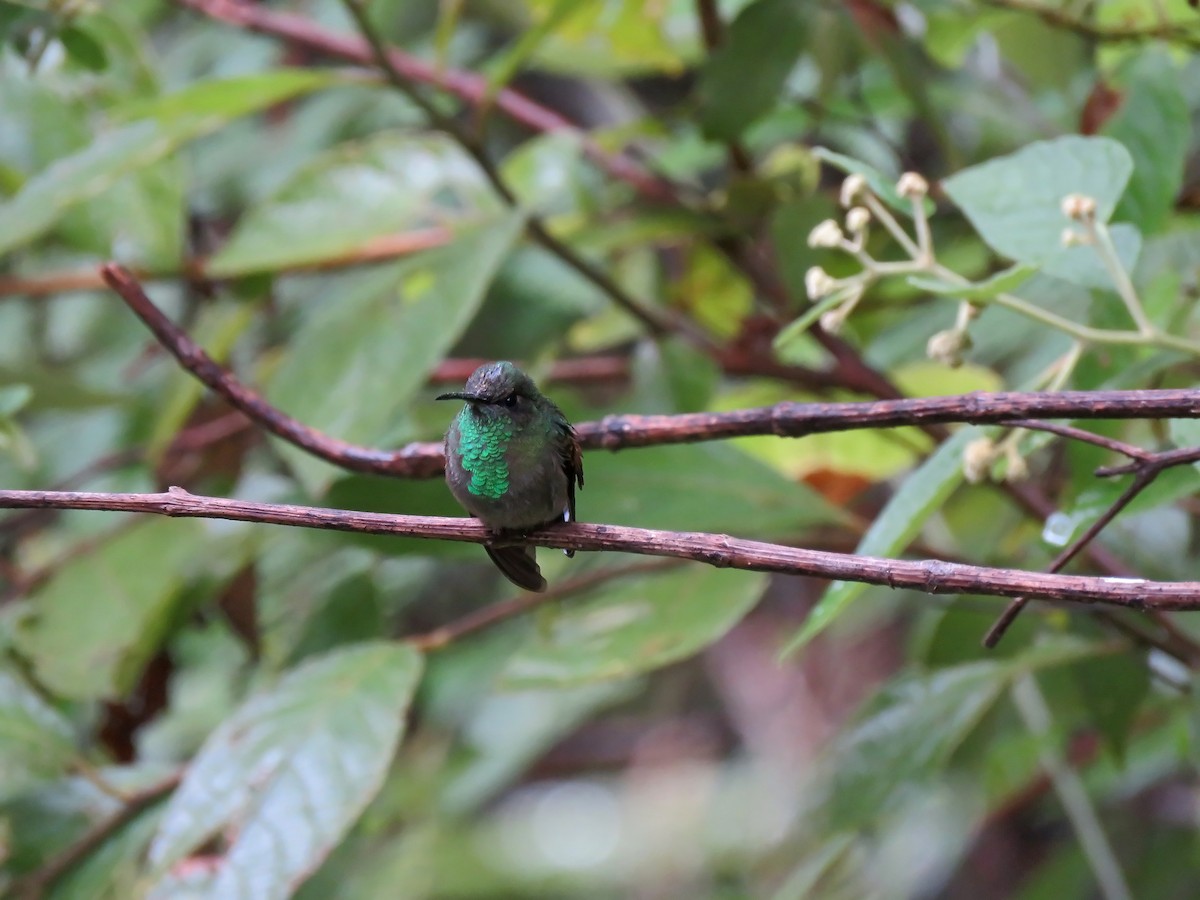Stripe-tailed Hummingbird - ML130459411