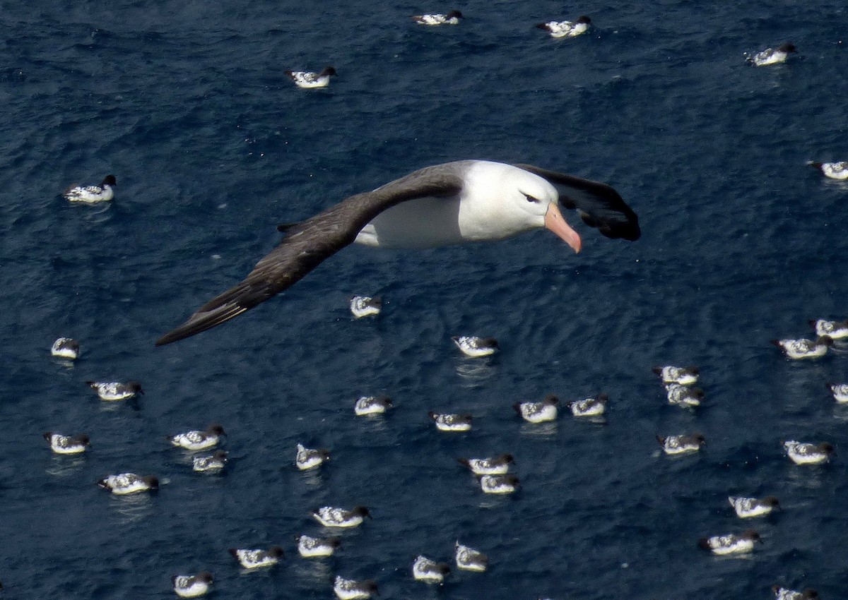 Black-browed Albatross - Hugo Hulsberg