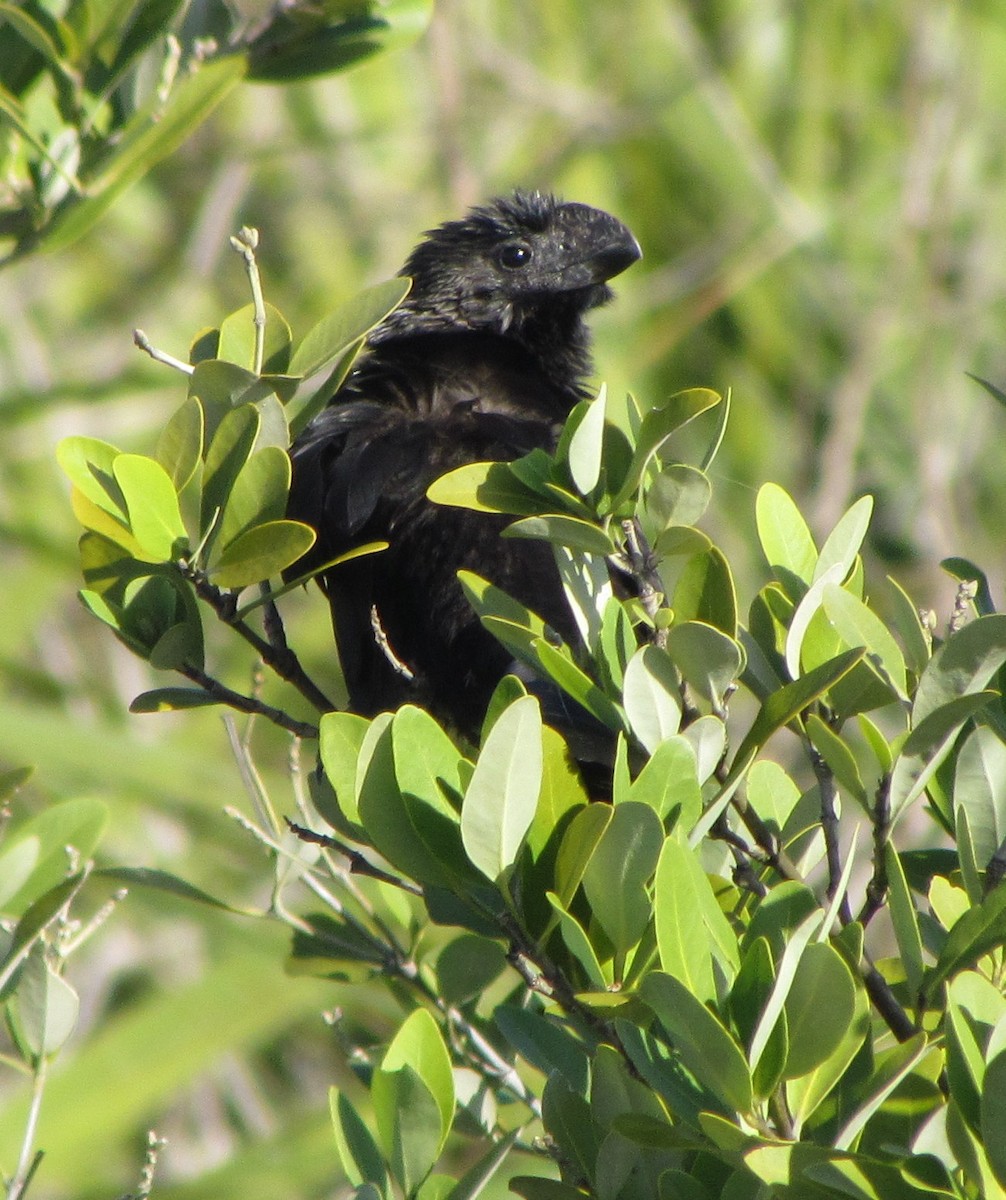Smooth-billed Ani - Charles Fisher