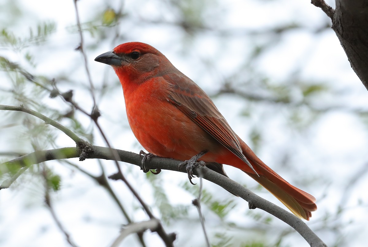 Hepatic Tanager - ML130466861