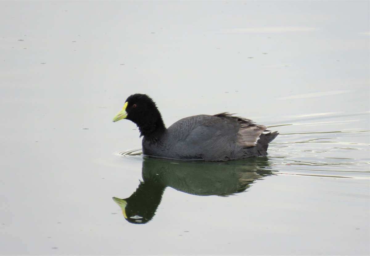 White-winged Coot - ML130470771