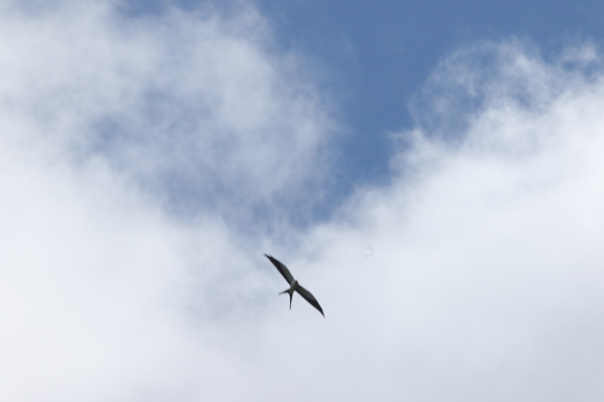 Swallow-tailed Kite - ML130475661