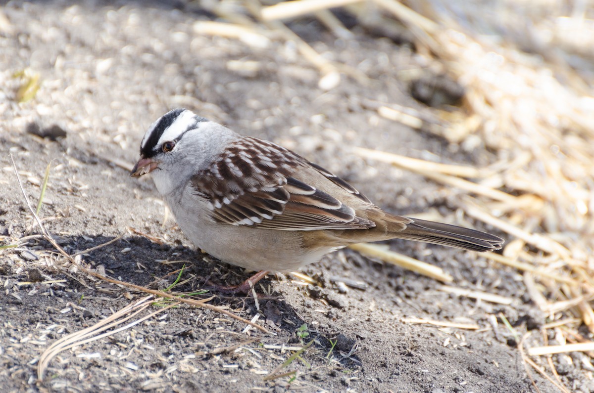 White-crowned Sparrow - ML130479001