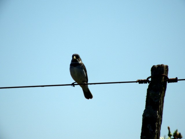 Double-collared Seedeater - ML130483111
