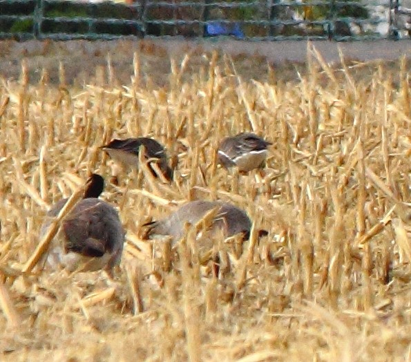 Greater White-fronted Goose - ML130486851